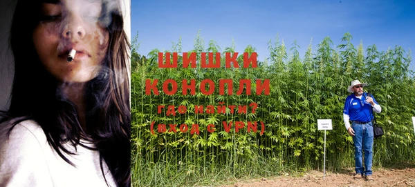 сатива Балахна